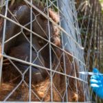 Zoológico en Chile vacuna a animales contra el covid-19