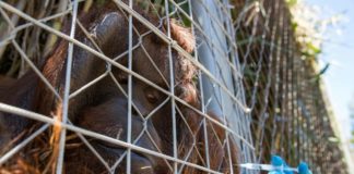 Zoológico en Chile vacuna a animales contra el covid-19