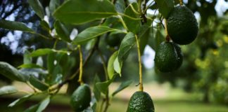 EEUU suspende las importaciones de aguacate mexicano