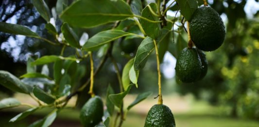 EEUU suspende las importaciones de aguacate mexicano