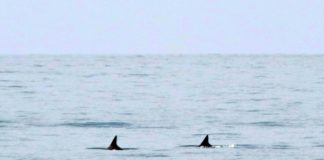 Estados Unidos pide a México proteger a la vaquita marina