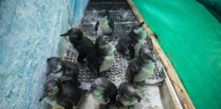 Pingüinos de Humboldt se recuperan tras derrame en Perú