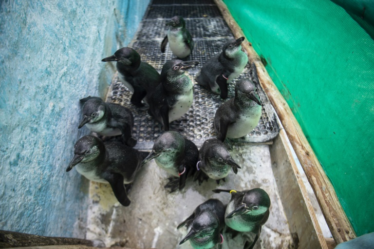 Pingüinos de Humboldt se recuperan tras derrame en Perú