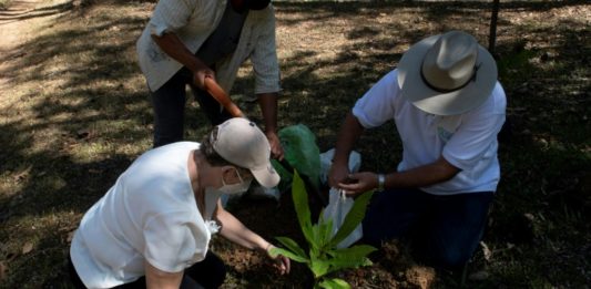 Siembran árboles en Costa Rica en honor a las víctimas del covid-19