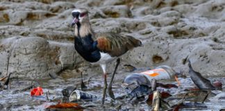 Contaminación y crecimiento urbano amenazan manglares de Panamá