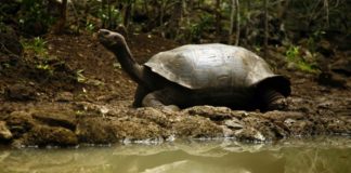 Descubren nueva especie de tortuga gigante en Galápagos