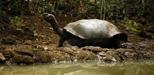 Descubren nueva especie de tortuga gigante en Galápagos