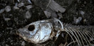 El lago Peñuelas agoniza tras años de sequía en Chile