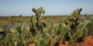 Cactus podrían sufrir los efectos del calentamiento global