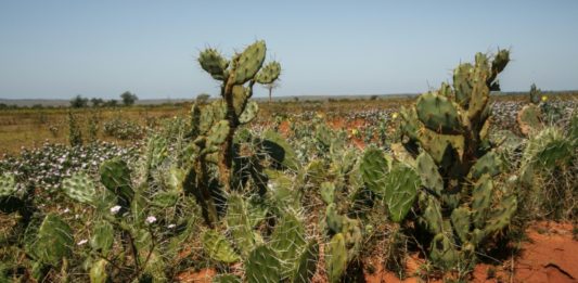 Cactus podrían sufrir los efectos del calentamiento global