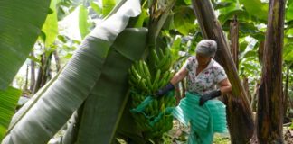 Guerra en Ucrania profundiza crisis del banano en Ecuador