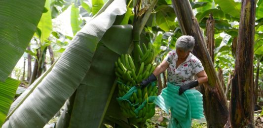 Guerra en Ucrania profundiza crisis del banano en Ecuador