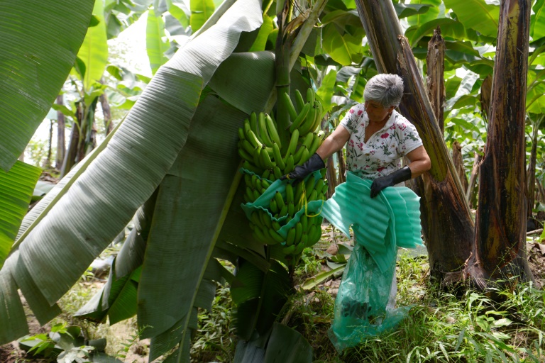 Guerra en Ucrania profundiza crisis del banano en Ecuador