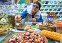 Las 'manos verdes' que recopilan semillas ancestrales en Chile