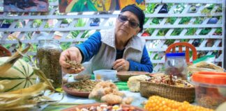 Las 'manos verdes' que recopilan semillas ancestrales en Chile