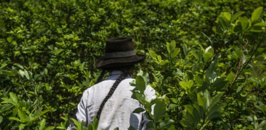 Perú busca crear un padrón de productores de coca