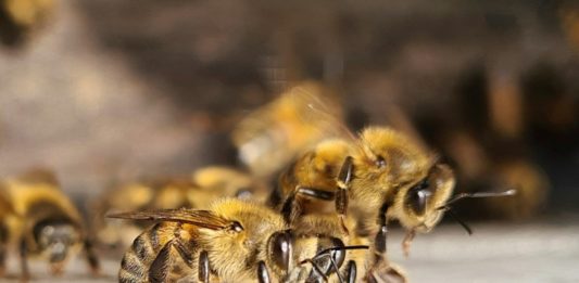 Una alternativa contra la extinción de las abejas en Colombia