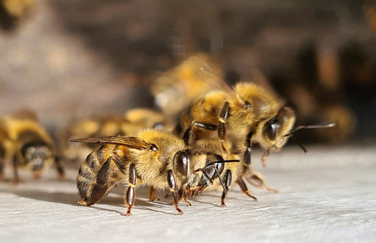 Una alternativa contra la extinción de las abejas en Colombia