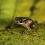 Buscan salvar de la extinción a la rana de Mucuchíes en Venezuela