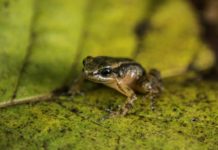Buscan salvar de la extinción a la rana de Mucuchíes en Venezuela