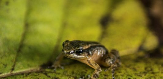 Buscan salvar de la extinción a la rana de Mucuchíes en Venezuela