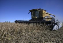 La soja argentina reluce empujada por la guerra en Ucrania