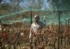 Los viñedos más altos de Chile sobreviven en el desierto de Atacama