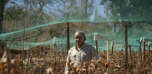 Los viñedos más altos de Chile sobreviven en el desierto de Atacama