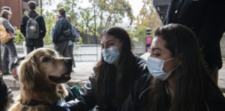 Perros ayudan a aliviar el estrés para el retorno a clases en Chile