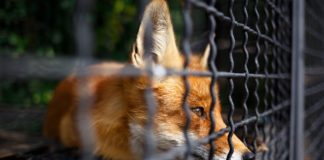 Reformarán bioparque Vesty Pakos en Bolivia tras muerte de animales