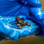 Dos ranas en la lucha contra la minería en Ecuador