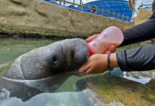 Tasajerito, un manatí huérfano criado en cautiverio en Colombia