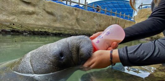 Tasajerito, un manatí huérfano criado en cautiverio en Colombia