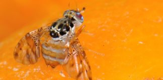 Una técnica nuclear evita estragos de la mosca de las frutas en México
