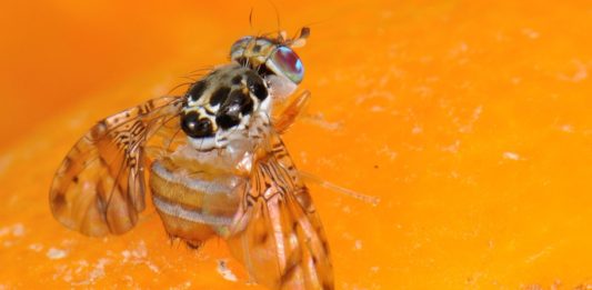 Una técnica nuclear evita estragos de la mosca de las frutas en México