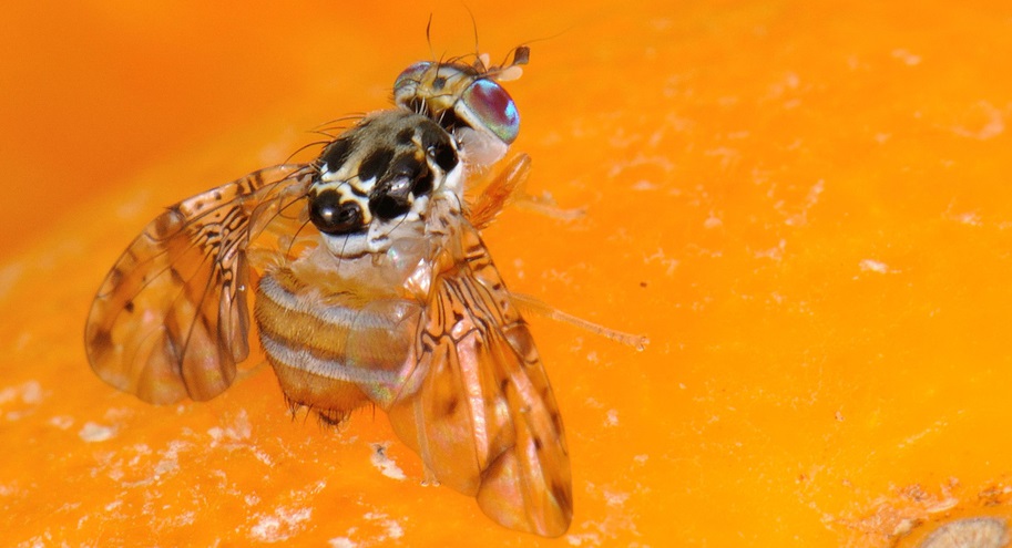 Una técnica nuclear evita estragos de la mosca de las frutas en México