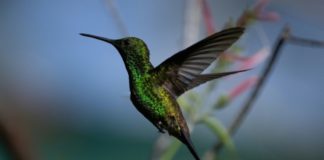 Caracas, la ciudad convertida en el 'edén' de los colibríes