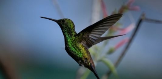 Caracas, la ciudad convertida en el 'edén' de los colibríes