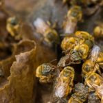 Las abejas mandaguari, un tesoro poco conocido de Brasil