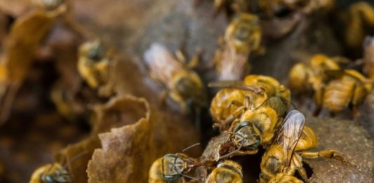 Las abejas mandaguari, un tesoro poco conocido de Brasil