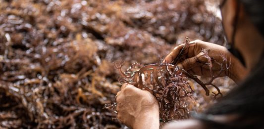 Las algas ayudan a los pescadores indígenas en Panamá