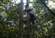 Los 'escaladores' de árboles de la Amazonía brasileña