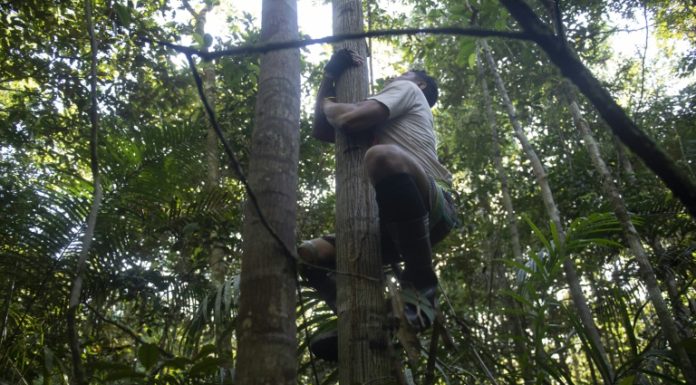 Los 'escaladores' de árboles de la Amazonía brasileña