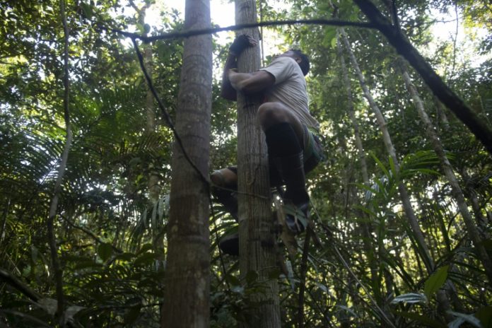 Los 'escaladores' de árboles de la Amazonía brasileña Los 'escaladores' de árboles de la Amazonía brasileña