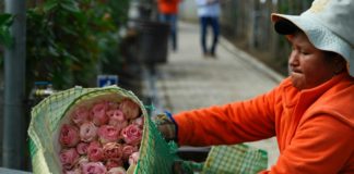 Los obstáculos de las rosas ecuatorianas para salir al mundo