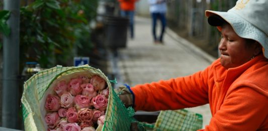 Los obstáculos de las rosas ecuatorianas para salir al mundo
