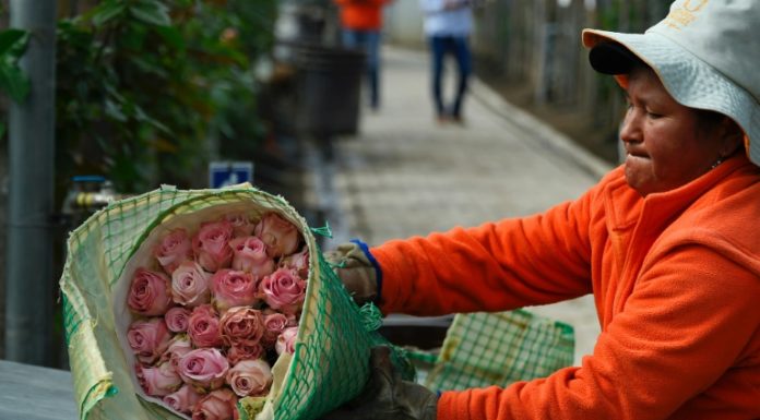 Los obstáculos de las rosas ecuatorianas para salir al mundo