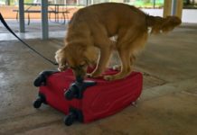 Mili, la perra que cruzó de “polizona” el Atlántico hasta Panamá