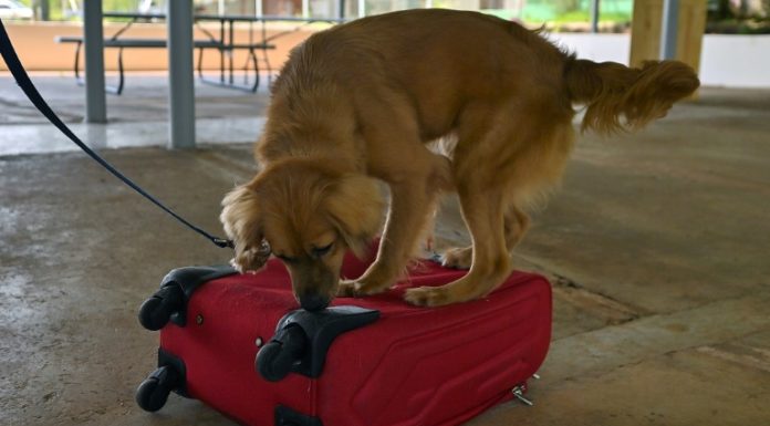 Mili, la perra que cruzó de “polizona” el Atlántico hasta Panamá
