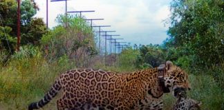 Nacen primeros yaguaretés en humedal argentino del Iberá en 70 años